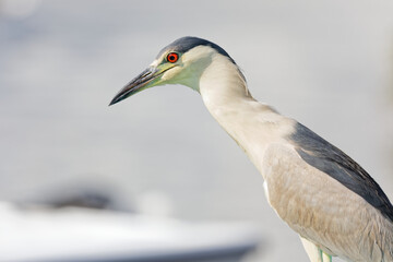 Close-up portrait of a beautiful adult Black-crowned Night Heron (Nycticorax nycticorax). Note the beautiful red eye. 