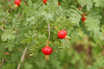 Red rosehip berries in a herb garden
