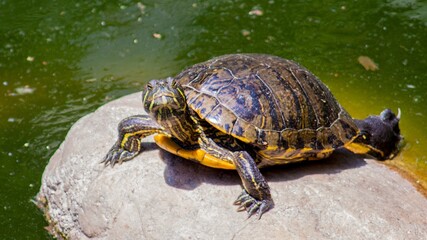 turtle in the water