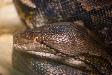 close up of a python snake