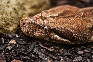 snake