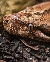snake