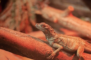 Lizard