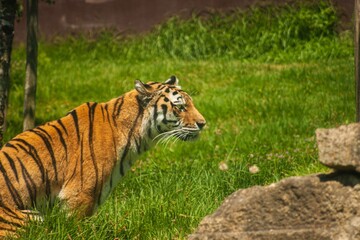 Siberian tiger