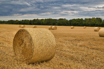 Weizenfeld nach der Ernte