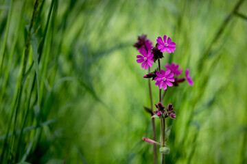 Little Pink Flowers In Green Meadow