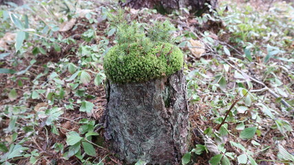 北海道で撮影した切り株に生えるシッポゴケ科のコケです