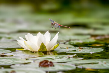 Red Veined darter dragonfly landing on a white  lily in a pond.