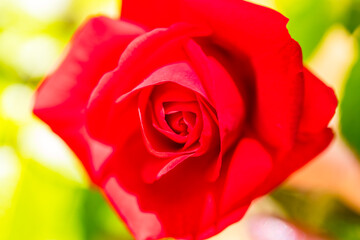 Rote Rose