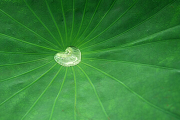 Heart-shaped water droplet on green lotus leaf　ハート形の水滴 ハスの葉