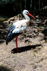 White Stork.Stork close-up. Stork near the lake. 