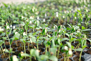 watermelon sprout seedling plant growing in nursery greenhouse