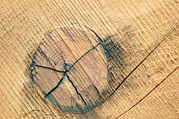 The longitudinal sawed down the tree. Dry wooden board. Lines of annual tree rings.