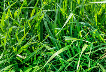 Texture of fresh green grass.