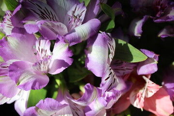 pink and purple flowers flowers of  alstroemeria