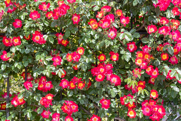 Fence covered with climbing red and orange roses in full bloom, nature background
