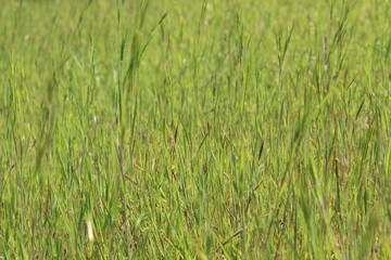 green grass in the wind