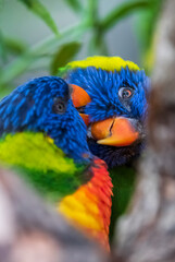 rainbow lorikeet parrot cleaning each other