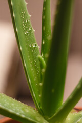 Water drops  on a green plant close up