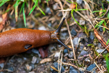 a slug passing by in the forest