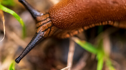 a slug passing by in the forest