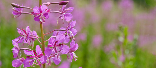 Naklejka premium fireweed, blooming in the meadow. Chamaenerion angustifolium, ivan tea