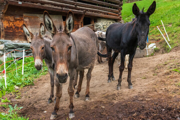 A herd of donkeys in the graubunden Alps, in Switzerland