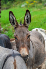 Donkey relaxing head on top of the back of another 