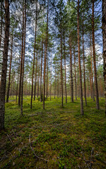 Green forest, panoramic view. Beautiful summer day in woods.