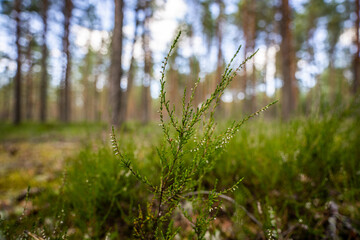 Green forest, panoramic view. Beautiful summer day in woods.