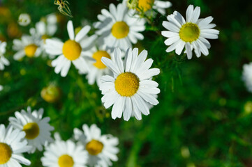 Fototapeta premium close-up - beautiful garden bright daisies on a green background