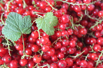 healthy, red currant berries on background