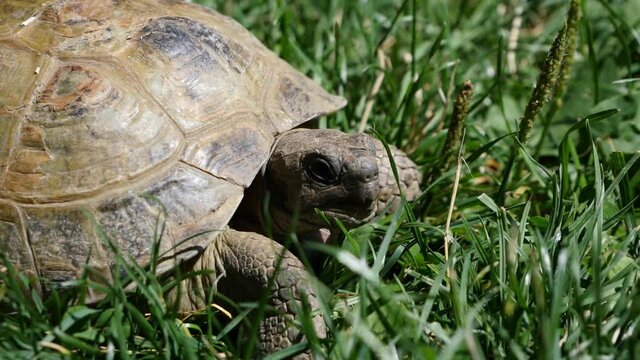 turtle on the grass tortoise
