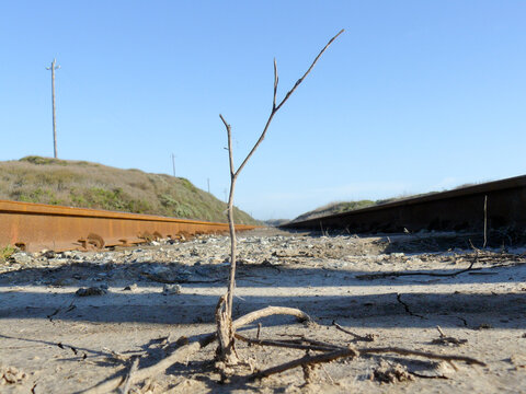 Dead track California Pacific Coast with sprout