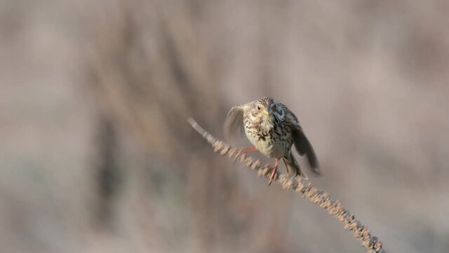 Corn Bunting ( Miliaria calandra ) singing in a field