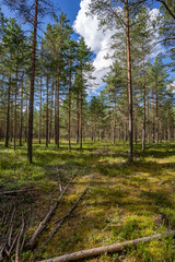 Green forest, panoramic view. Beautiful summer day in woods.