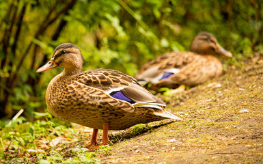 2 patos (dormindo e acordado) coloridos contra mata verde