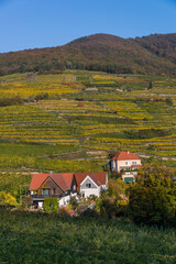 Autumn colors in the vineyards of Spitz town in Wachau Valley, Austria