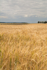 getreidefeld in rheinhessen