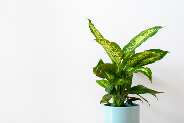 Dieffenbachia compacta (Dumb cane) plant isolated against white background