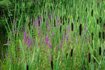 Obraz premium Cattail and loosestrife