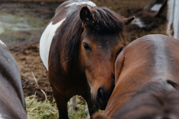 Curious domestic ponies on the ranch look out from behind the fence. Agriculture and animal husbandry