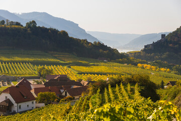 Naklejka premium Autumn colors in the vineyards of Spitz town in Wachau Valley, Austria