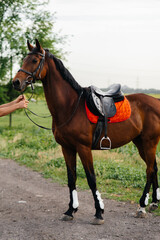 A beautiful well-groomed horse in full gear grazing on a farm among the trees. Farm