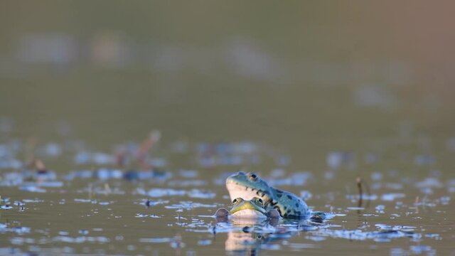 Green Marsh Frog (Pelophylax ridibundus) croaking on a beautiful light