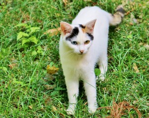 ねこ　オッドアイ　みけ　のら　森