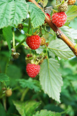 Juicy red raspberries in greens. Summertime. Agriculture, gardening, agronomy. Green consumption concept.   