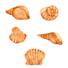 Watercolor illustration of a seashell in cartoon style
