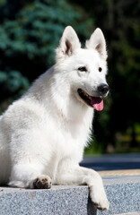 dog lying on the steps