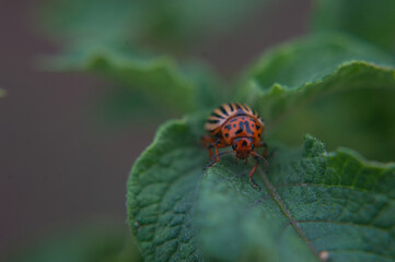 one adult colorado beetle sitting on a young green foliage of a potato, spring, closeup